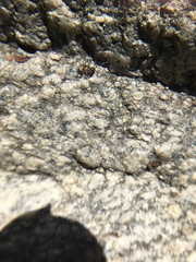 Liometopum occidentale