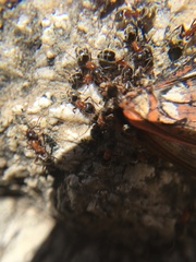 Liometopum occidentale