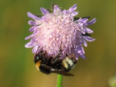 Bombus vestalis