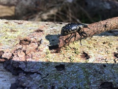 Liparus glabrirostris