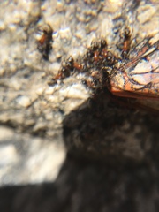 Liometopum occidentale