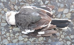 Prionops plumatus poliocephalus