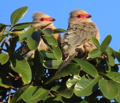 Urocolius indicus transvaalensis
