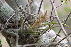 Tillandsia circinnatioides