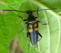 Typocerus lunulatus