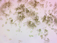 Psathyrella amarescens