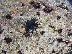 Liparus glabrirostris