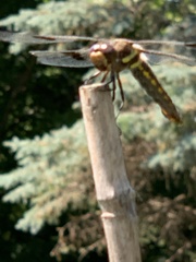 Libellula pulchella