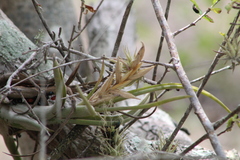 Tillandsia circinnatioides