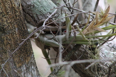 Tillandsia circinnatioides