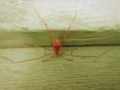 Leiobunum ventricosum