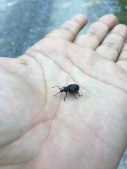 Otiorhynchus gemmatus