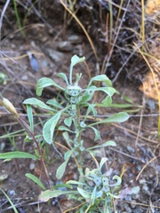 Hesperevax sparsiflora