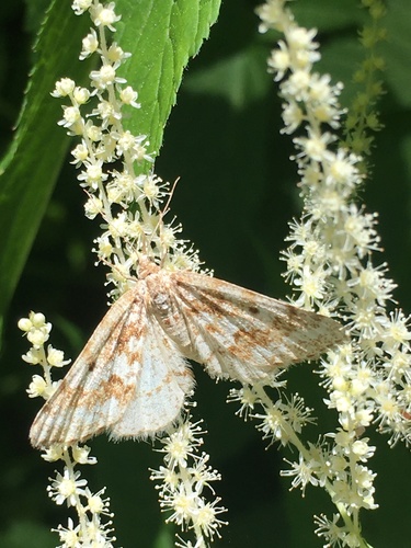 Powder Moth photo 4