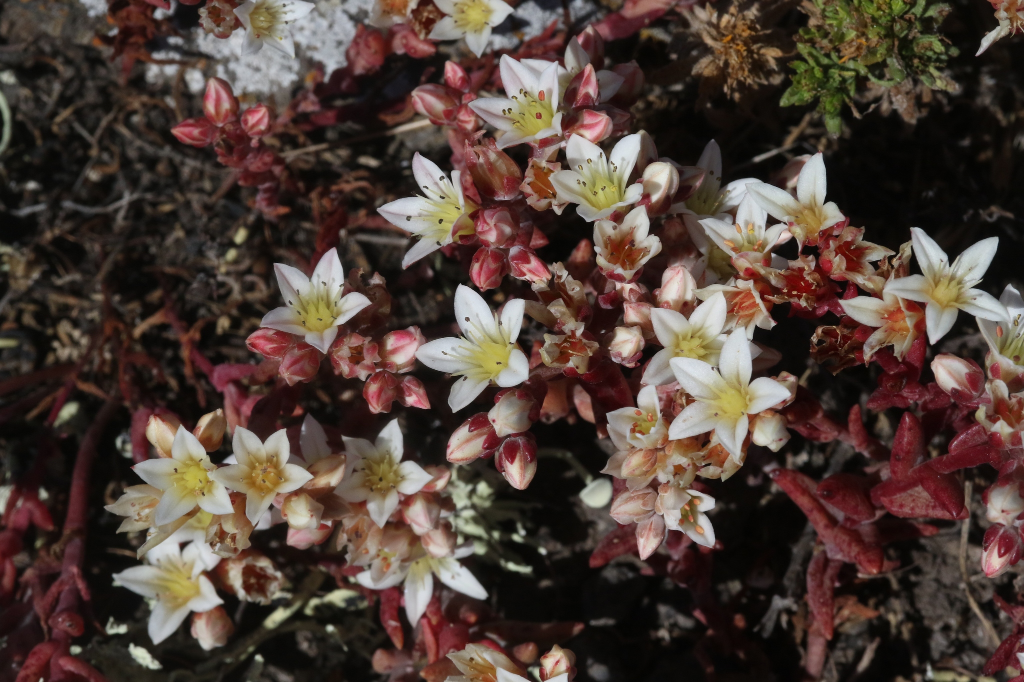 Santa Cruz Island dudleya Dudleya nesiotica iNaturalist United