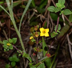 Chaetolepis microphylla