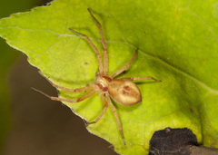 Philodromus exilis