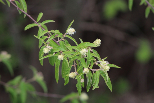 Croton ramillatus