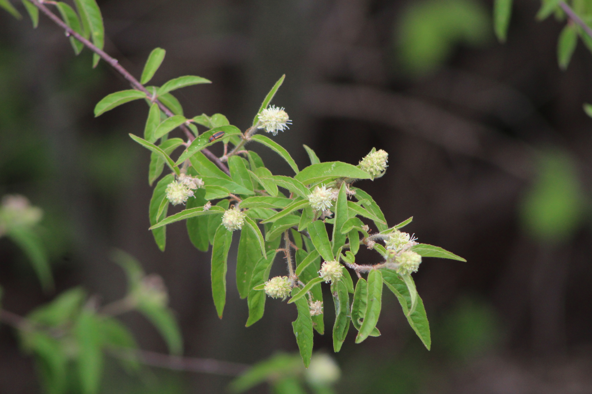 Croton ramillatus