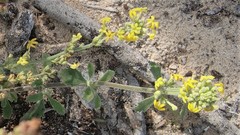 Manulea caledonica