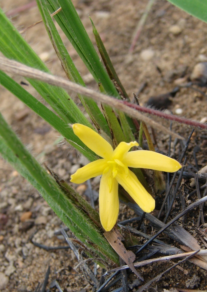 Curculigo scorzonerifolia