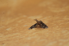 Apatelodidae