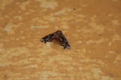 Apatelodidae