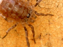Odiellus spinosus
