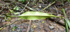 Triphyophyllum peltatum image