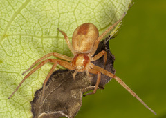 Philodromus exilis