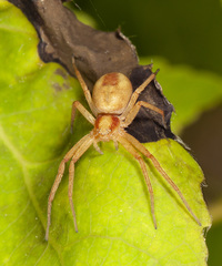 Philodromus exilis
