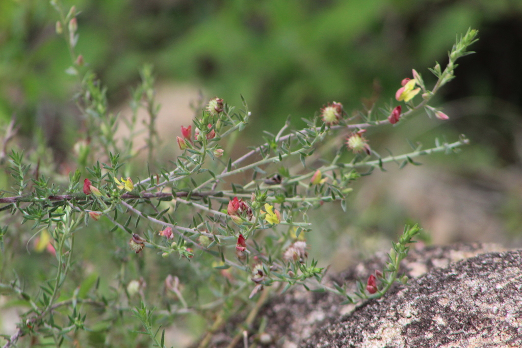 Krameria revoluta (Krameria revoluta)