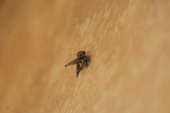 Apatelodidae
