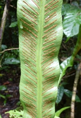 Asplenium africanum