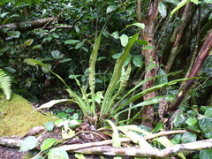 Asplenium africanum