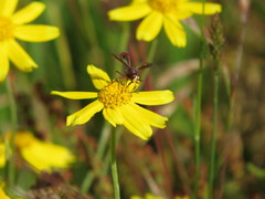 Physocephala burgessi
