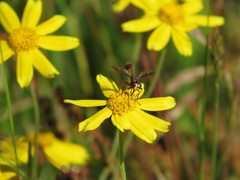 Physocephala burgessi