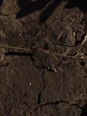 Pterygota