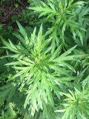 Artemisia vulgaris