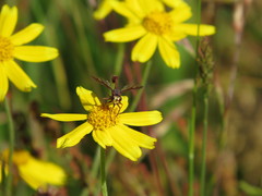 Physocephala burgessi
