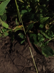 Pterygota