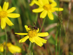 Physocephala burgessi