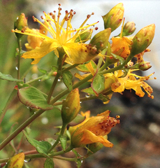 Hypericum scouleri