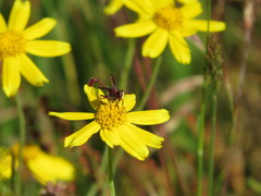 Physocephala burgessi