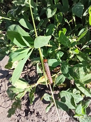 Pterygota