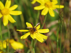 Physocephala burgessi