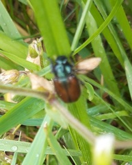 Phyllopertha horticola
