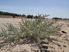 Cornulaca aucheri