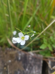 Cardamine amara