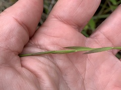 Linum floridanum